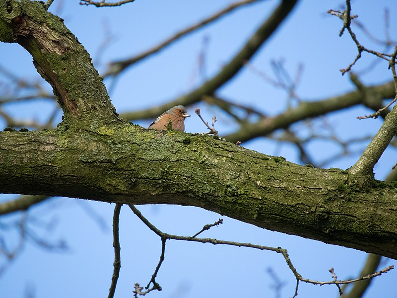 File:018 Buttermoor.jpg