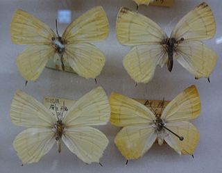 <i>Shirozua jonasi</i> Species of butterfly