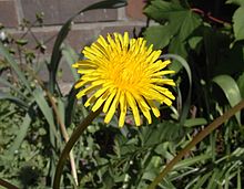 Taraxacum Officinale Wikipedia La Enciclopedia Libre