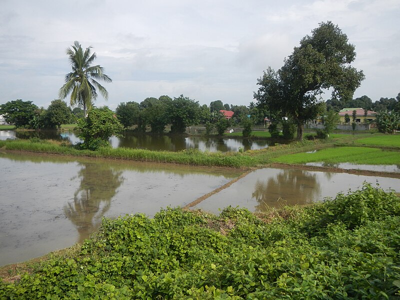 File:09129jfLandscape paddy fields grasslands villages Bridges Bulacan Bypass Arterial Roadfvf 06.jpg