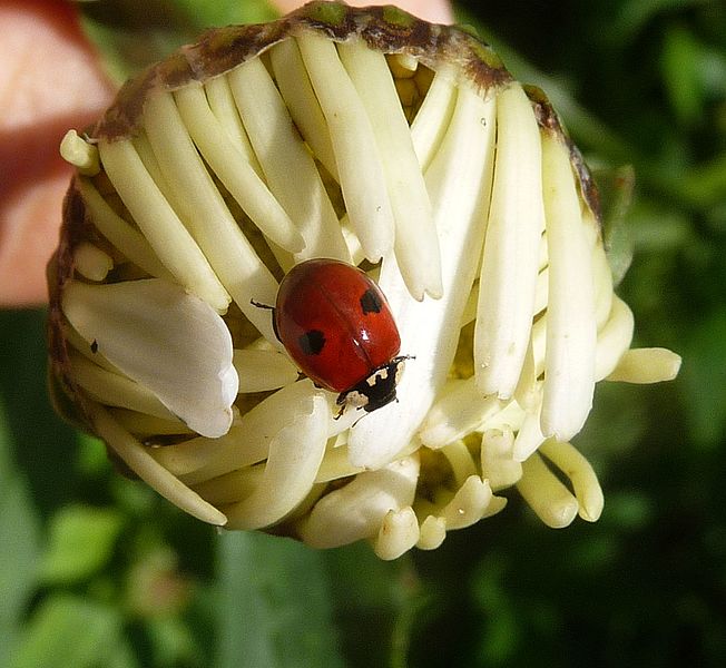 File:2-spot Ladybird - Flickr - gailhampshire.jpg