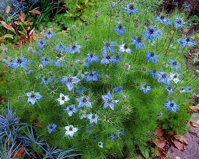 Nigelle Miss Jekyll Alba - Nigelle de Damas blanche - Nigella damascena -  De grandes fleurs blanches toutes simples et charmantes