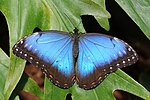 Lepidoptera: Étymologie, Caractéristiques, Variabilité