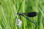 Calopteryx splendens