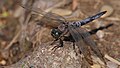 Großer Blaupfeil - Orthetrum cancellatum, Männchen