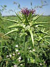 20130727Silybum marianum3.jpg