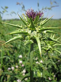 Silybum marianum