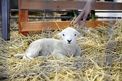 A lamb in the petting area at the 2013 show 2013 Royal Melbourne Show (9972307766).jpg