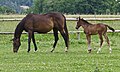 * Nomination Foals with their mothers 1 --Jacek Halicki 18:26, 19 August 2014 (UTC) * Promotion Good quality but yet tilted ccw. --Cccefalon 06:07, 20 August 2014 (UTC) Done--Jacek Halicki 08:37, 20 August 2014 (UTC) Better! --Cccefalon 06:42, 21 August 2014 (UTC)