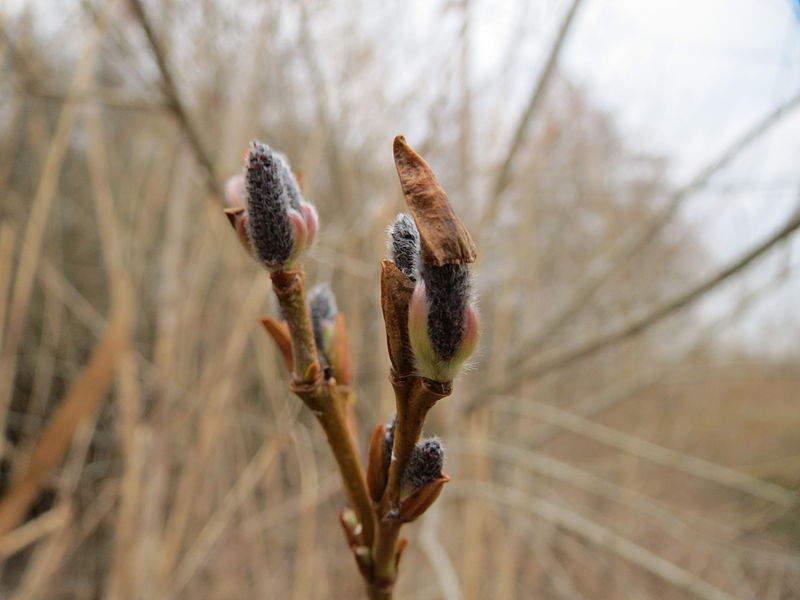 File:20150315Salix purpurea06.jpg