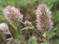 Trifolium arvense