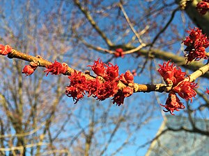 Acer Rubrum