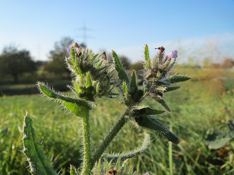 File:20161114Anchusa arvensis4.jpg