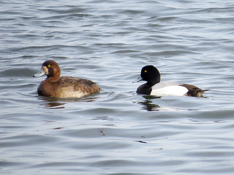 File:2017-03-24 Aythya marila, pair, Killingworth Lake, Northumberland 01.jpg