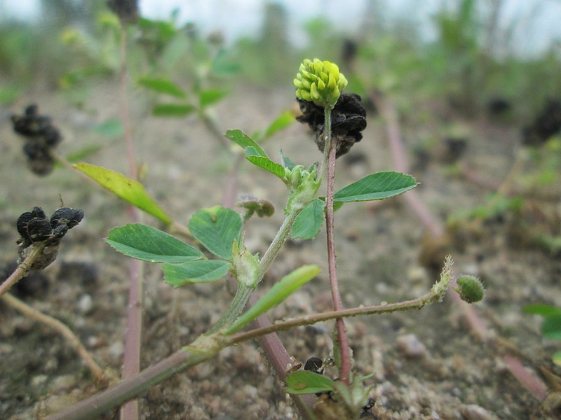 File:20180612Medicago lupulina3.jpg