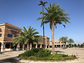 2019-07-20 08 32 24 Palm trees along Kingsland Boulevard in Katy, Fort Bend County, Texas.jpg