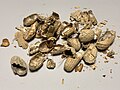 2020-02-14 06 14 43 Freshly broken peanut shells in the Dulles section of Sterling, Loudoun County, Virginia.jpg