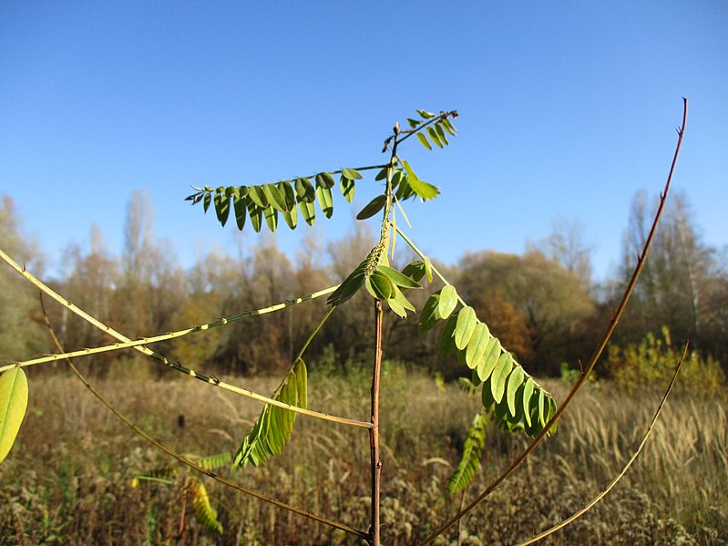 File:20201129Amorpha fruticosa3.jpg