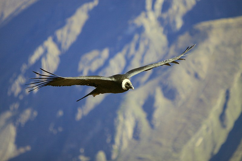 File:203 - Canyon de Colca - Condor des Andes - Juin 2010.JPG