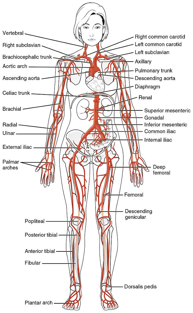 File 2120 Major Systemic Artery đem lại cho chúng ta cái nhìn toàn diện về cơ thể con người. Với những hình ảnh trực quan và chân thật, file này giúp bạn tìm hiểu về hệ thống động mạch trong cơ thể một cách rõ ràng nhất.