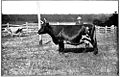 English: "Ladylike," Ayrshire Dairy Cow.