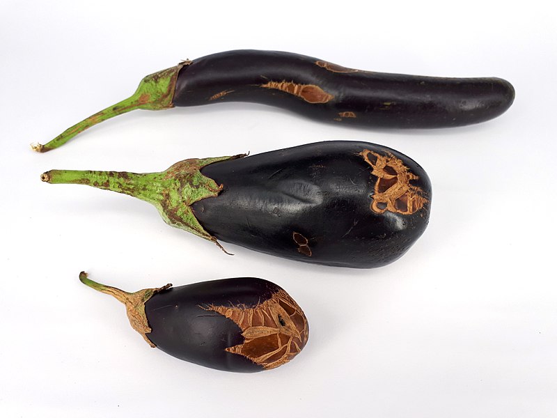 File:3 x Eggplant scab 2017 A.jpg