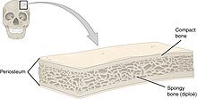 Anatomy of a flat bone - the periosteum of the neurocranium is known as the pericranium 621 Anatomy of a Flat Bone.jpg