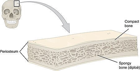 621 Anatomy of a Flat Bone.jpg