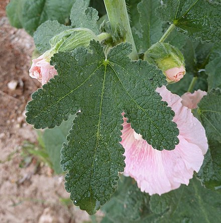 Alcea rosea - Wikiwand