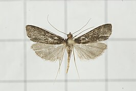 Paracymoriza nigra