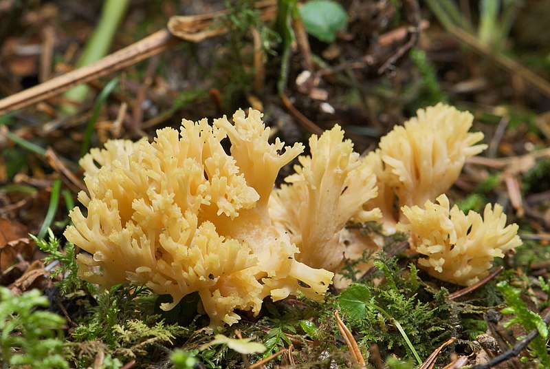 File:AD2009Sep06 Ramaria flava 01.jpg