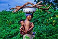 A Dagomba woman carrying firewood from farm in Northern Ghana 05