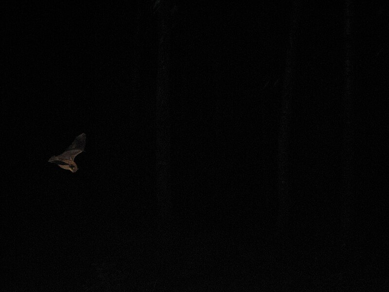 File:A bat flying in the deepest night.JPG