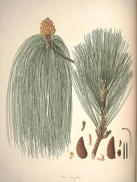 File:A description of the genus Pinus (Tab. XXI) (7797065438).jpg