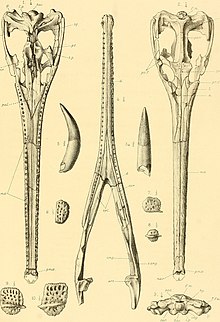 A descriptive catalogue of the marine reptiles of the Oxford clay. Based on the Leeds Collection in the British Museum (Natural History), London (1910) (20687022809).jpg