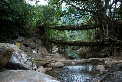 Uma "ponte viva" de raízes entrelaçadas de figueiras estranguladoras (em Meghalaya).
