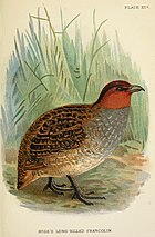 Painting of a round-bodied, large-footed bird with black-striped brown back, gray underparts and rust-coloured head and throat walking on the ground