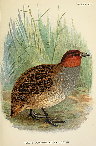 File:A hand-book to the game-birds (1896) (14747442414).jpg
