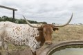 A longhorn steer takes a break from grazing at the George Ranch Historical Park, a 20,000-acre working ranch in Fort Bend County, Texas, featuring historic homes, costumed interpreters and livestock LCCN2014633311.tif