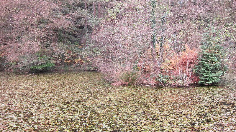 File:A man-made duckpond in Lord's Wood - geograph.org.uk - 5171695.jpg