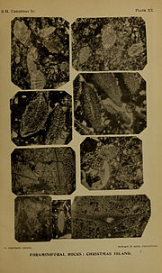 Thumbnail for File:A monograph of Christmas Island (Indian Ocean) (Pl. XX) (6376438275).jpg