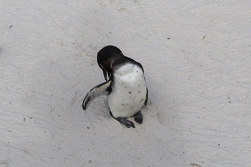 File:A penguin at Boulders Beach on the Cape Peninsula, in Simon's Town, a suburb of Cape Town in the Western Cape province of South Africa IMG 0302.JPG