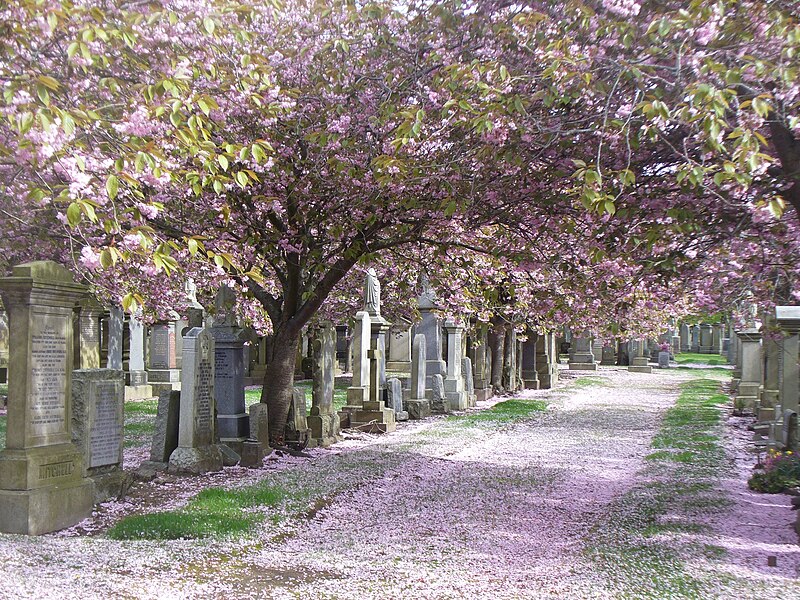 File:Aberdeen - Allenvale Cemetery - geograph.org.uk - 3968354.jpg