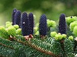 Vignette pour Abies delavayi