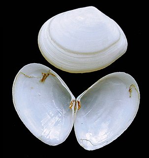 Bivalve shell