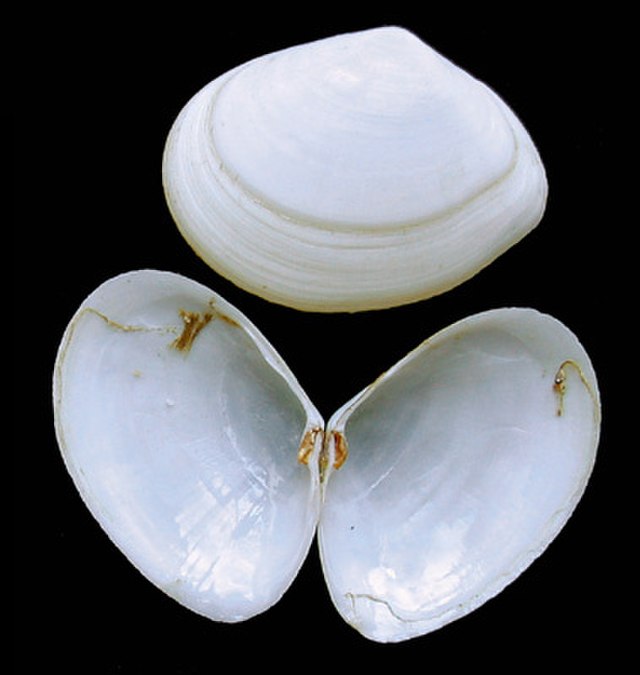 Bivalve shell - Wikipedia