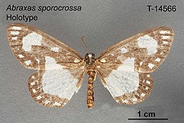 Abraxas sporocrossa