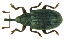 Akaliptüs carpini (Fabricius, 1792) (8130221063) .png