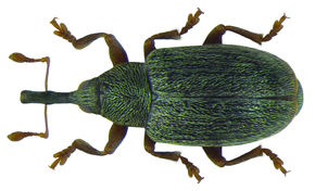 A kép leírása Acalyptus carpini (Fabricius, 1792) (8130221063) .png.