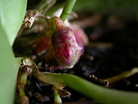 Acianthera cryptantha